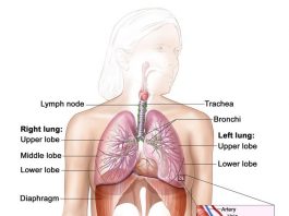 Giải phẫu hệ hô hấp, cho thấy khí quản và cả phổi và thùy và đường thở của chúng. Các hạch bạch huyết và cơ hoành cũng được hiển thị. Oxy được hít vào phổi và đi qua màng mỏng của phế nang và vào máu (xem phần phụ).