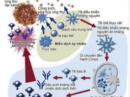 lieu phap mien dich hay sinh thiết kim phoi o benh nhan cao tuoi mac benh ung thu phoi-min