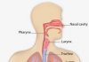 Hình minh họa này của hệ hô hấp cho thấy phổi, phế quản, khí quản, thanh quản, hầu họng và khoang mũi-ung thư phổi là gì