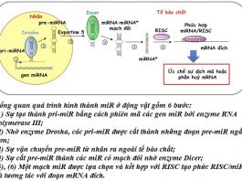 microrna sinh hoc chuc nang va vai tro trong ung thu, microrna la gi
