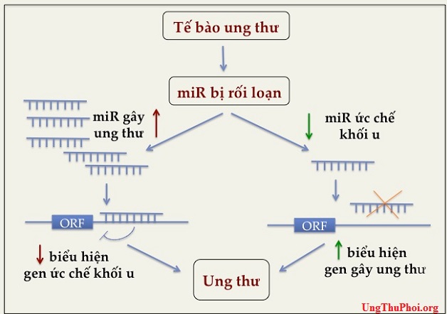 MicroRNA là các phân tử RNA không mã hóa nhỏ, được bảo tồn cao có liên quan đến việc điều hòa biểu hiện gen mir gay ung thu oncogenic mirna va mir uc che khoi u tumor suppressor mirna
