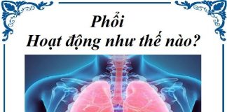 phoi hoat dong nhu the nao
