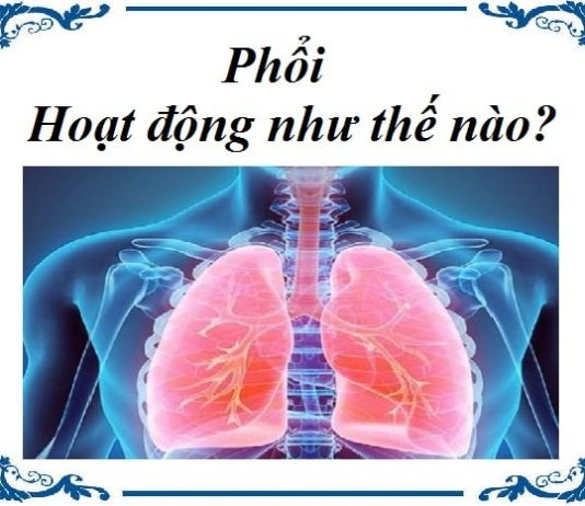 phoi hoat dong nhu the nao