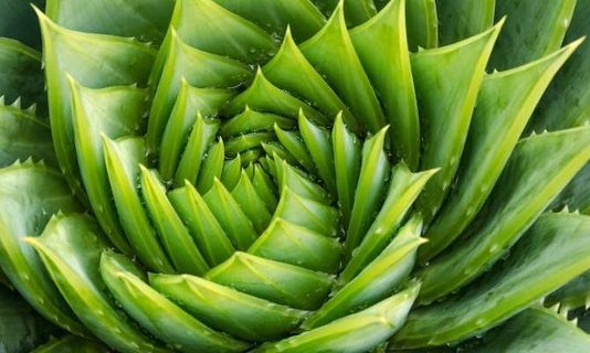 Tia UV ở ngưỡng nguy hại, làm thế nào để điều trị bỏng nắng? - 1