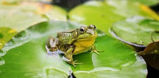 Bài thơ Con ếch điếc - 1