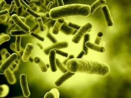 Điều trị ung thư bằng cách cho vi khuẩn ăn sạch lõi của khối u - 1