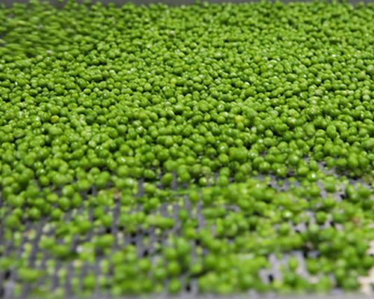 Thực phẩm giúp chắc khỏe xương và ngăn ngừa ung thư - 1