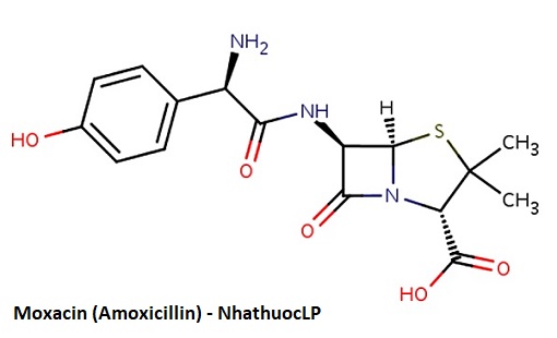 Moxacin (Amoxicillin) - NhathuocLP