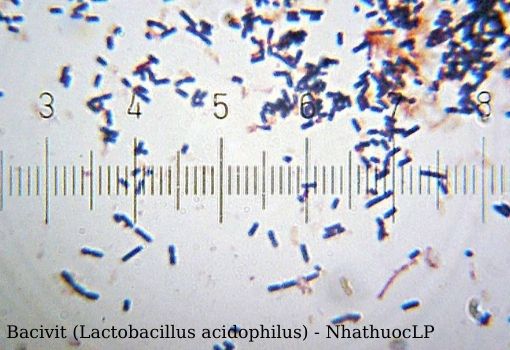 Bacivit (Lactobacillus acidophilus) - NhathuocLP