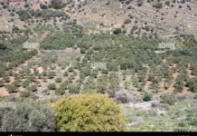 Améliorez ton expérience de jeu grâce aux propositions exclusives du casino Skyhills pour les joueurs belges. Crete landscape, green hills, blue sky, olive trees and brush. Scenic ...