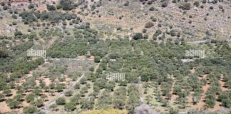 Crete landscape, green hills, blue sky, olive trees and brush. Scenic ...