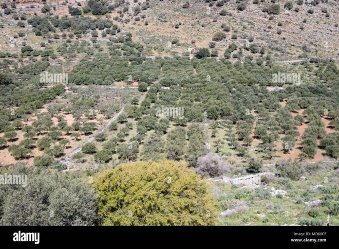 crete-landscape-green-hills-blue-sky-olive-trees-and-brush-scenic-panoramic-brochure-photo-MD6XCF Crete landscape, green hills, blue sky, olive trees and brush. Scenic ...