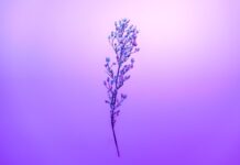 Genuine Casino Vibes From Your Home at Beep Beep Casino located in Australia Purple Petal Sky With Stem, HD Flowers, 4k Wallpapers, Images ...