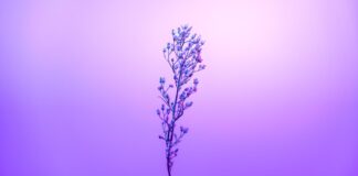 Purple Petal Sky With Stem, HD Flowers, 4k Wallpapers, Images ...