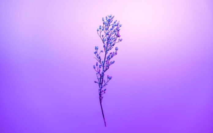 purple-petal-sky-with-stem-fs Purple Petal Sky With Stem, HD Flowers, 4k Wallpapers, Images ...