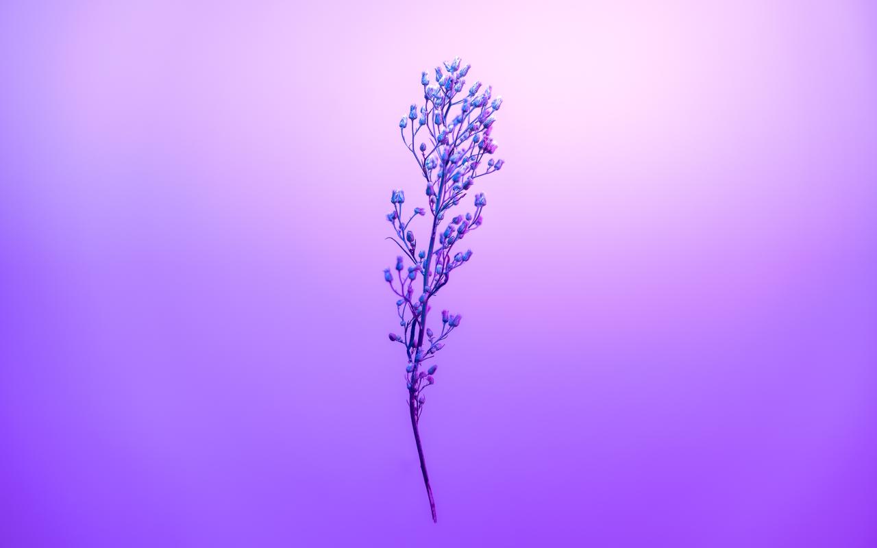Purple Petal Sky With Stem, HD Flowers, 4k Wallpapers, Images ...